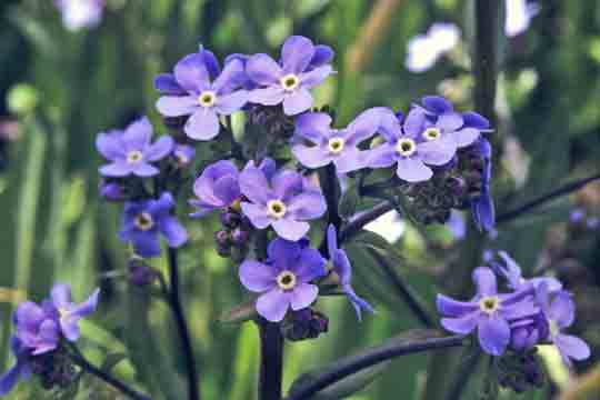 Alpine forget-me-not - Myosotis asiatica - Alaska Wildflowers